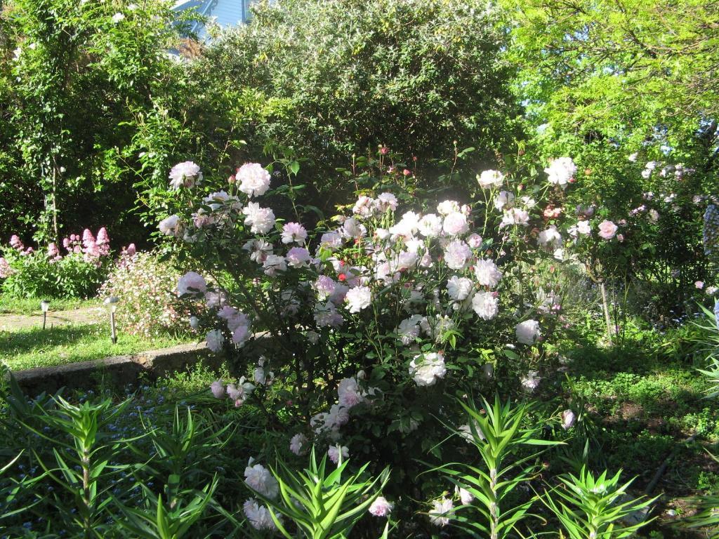 Westella Colonial B&B Accommodation Ulverstone Buitenkant foto